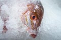 Red snapper sea fish on an ice bed for sale at market