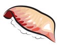 Red Snapper Sushi Royalty Free Stock Photo