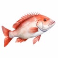 Realistic Red Snapper Illustration With Vibrant Light And Color