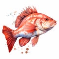 Red Snapper Watercolor Illustration - Hyper-realistic Animal Art