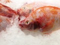 Red Snappers on ice stall Royalty Free Stock Photo