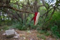 Red sneaker suspended from tree branch Royalty Free Stock Photo