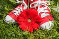 Red sneakers Royalty Free Stock Photo