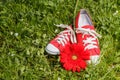 Red sneakers with gerbera flower Royalty Free Stock Photo