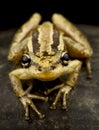 Red snouted treefrog Scinax ruber Royalty Free Stock Photo
