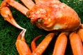 Red snow crab Royalty Free Stock Photo