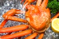 Red snow crab Royalty Free Stock Photo