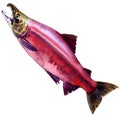 Red Sockeye, Kokanee Salmon, Oncorhynchus nerka isolated, watercolor illustration Royalty Free Stock Photo