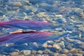 Red Sockeye Salmon Spawning Royalty Free Stock Photo