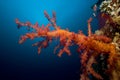 Red Soft Coral Royalty Free Stock Photo