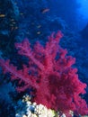 Red soft coral at Habili Ali, St John's reefs, Red Sea, Egypt Royalty Free Stock Photo