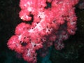 Red soft coral polyps