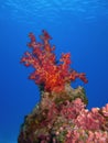 Red Softcoral Royalty Free Stock Photo