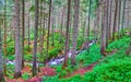 The red soil and creek of Prut River in forest, Mount Hoverla, Ukraine Royalty Free Stock Photo