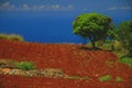 Red soil, jamaica Royalty Free Stock Photo