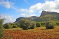 Red soil on Majorca