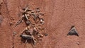 Red soil terrain after rain, in the national geological Timna park, Israel Royalty Free Stock Photo