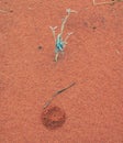 Red Soil, Uluru, Northern Territory, Australia