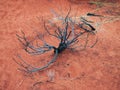 Red Soil, Uluru, Northern Territory, Australia Royalty Free Stock Photo