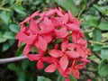 red soka flower in the garden Royalty Free Stock Photo