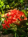 red soka flower green leaves Royalty Free Stock Photo