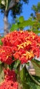 Red soka flower in tropical climates Royalty Free Stock Photo