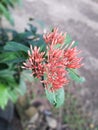 The red soka flower that was photographed in the afternoon Royalty Free Stock Photo
