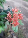 The red soko flower in the photo during the day