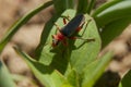 Red soldier beetle close Royalty Free Stock Photo