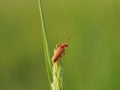 Red Soldier Beetle on Grass Stalk Royalty Free Stock Photo