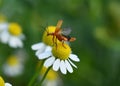 red soldier beetle prepares to fly, Rhagonycha fulva, the common red soldier beetle