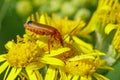 Red Soldier Beetle (Rhagonycha fulva