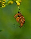 Red soldier beetle, Rhagonycha fulva