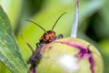 Red soldier beetle in the season garden Royalty Free Stock Photo