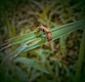 Red soldier beetles commonly