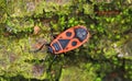 Red soldier bug with black spots Royalty Free Stock Photo