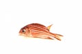 Red soldier fish Royalty Free Stock Photo