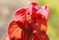 Red Solenostemon scutellarioides leaves