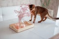 Red somali little cat or kitten on the dinning white table looking on the home decoration pink dried flowers and candles Royalty Free Stock Photo