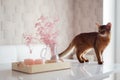 Red somali little cat or kitten on the dinning white table looking on the home decoration pink dried flowers and candles Royalty Free Stock Photo