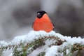 Red songbird Bullfinch sitting on snow branch during winter