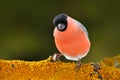 Red songbird Bullfinch sitting on snow branch during winter. Wildlife scene from Czech nature. Beautiful song bird in the nature h