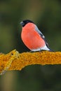 Red songbird Bullfinch sitting on yellow lichen branch, Sumava, Czech republic