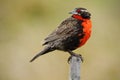 Red songbird. Long-tailed Meadowlark, Sturnella loyca falklandica, Saunders Island, Falkland Islands. Red and brown song bird