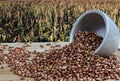 Red sorghum seed on the wooden table with sorghum field Royalty Free Stock Photo