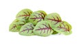 Red sorrel leaves on white background Royalty Free Stock Photo