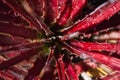 Red Sotol Plant Close Up