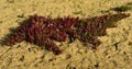 Red sour fig plants flourishing in the desert sand in the Cederberg Royalty Free Stock Photo