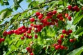 Red sour or tart cherries growing on a cherry tree.