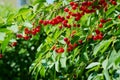 Red sour or tart cherries growing on a cherry tree.